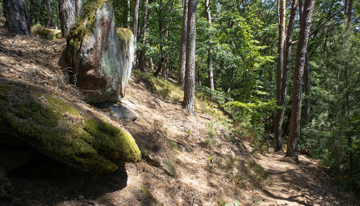 Naturbelassener Abstieg vom Wasgaublick, moosbewachsener Felsblock am Wegesrand, Kiefern- und Mischwald