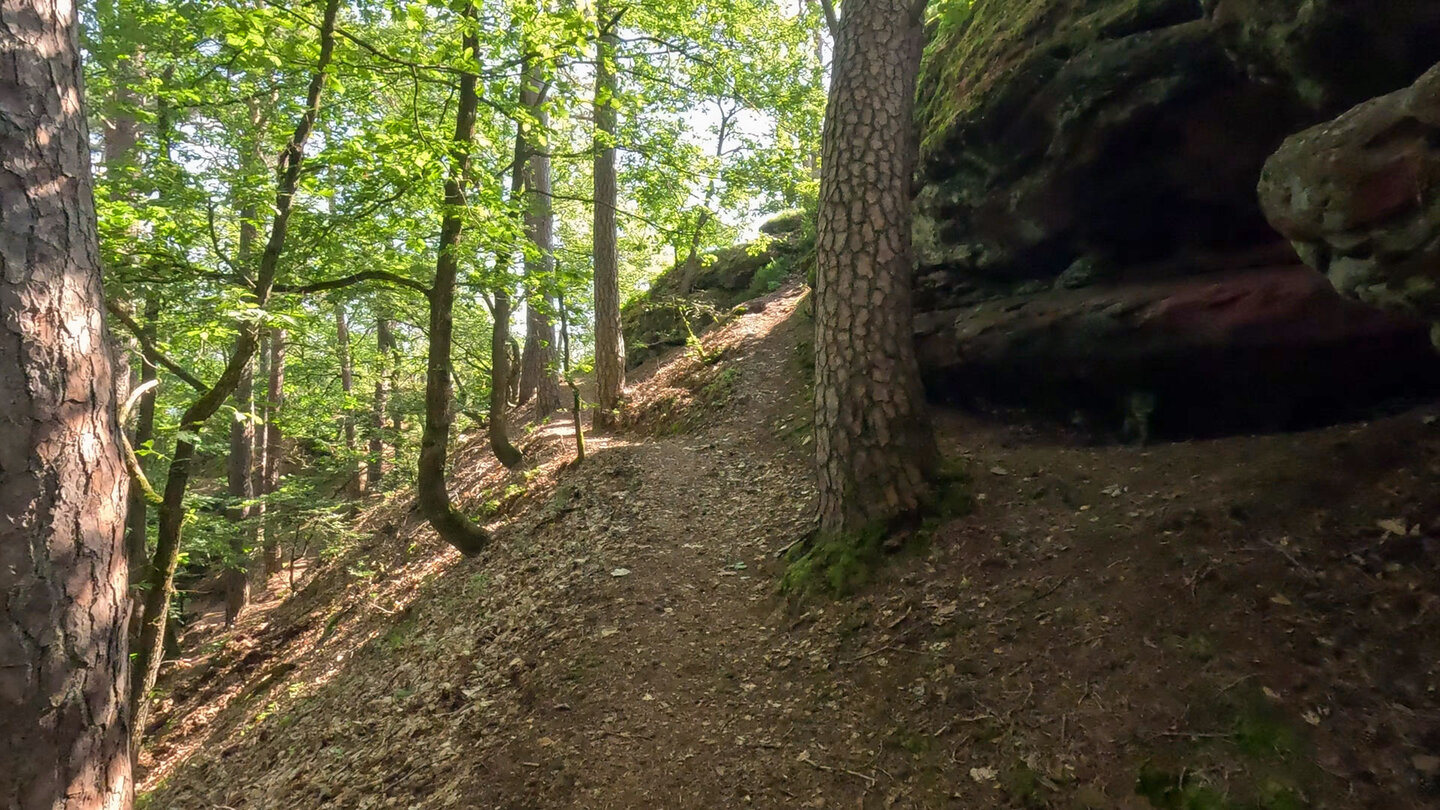 Schmaler Waldpfad führt an einem überhängenden Buntsandsteinfelsen vorbei durch lichten Laubwald auf der Hahnfels-Tour