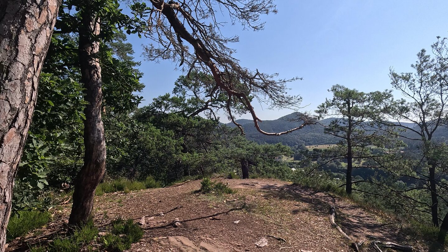 Kleiner Felsaussichtspunkt zwischen Kiefern auf der Hahnfels-Tour mit Panorama über die Wasgau-Landschaft bei Dahn