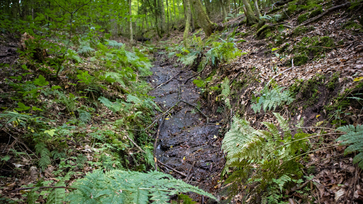 Der kleine Erfweiler Wasserfall als schmales Rinnsal zwischen Farnen und Moos im schattigen Laubwald