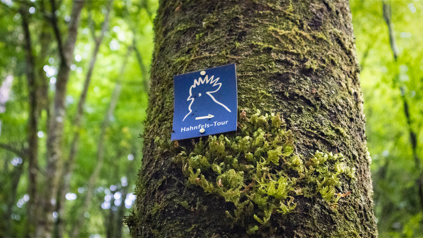 Blaues Wegmarkierungsschild der Hahnfels-Tour mit stilisiertem Hahnenkopf und Richtungspfeil an einem moosbewachsenen Baumstamm