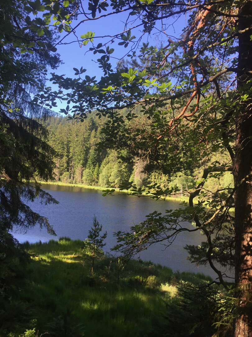 der Herrenwieser See im Nordschwarzwald