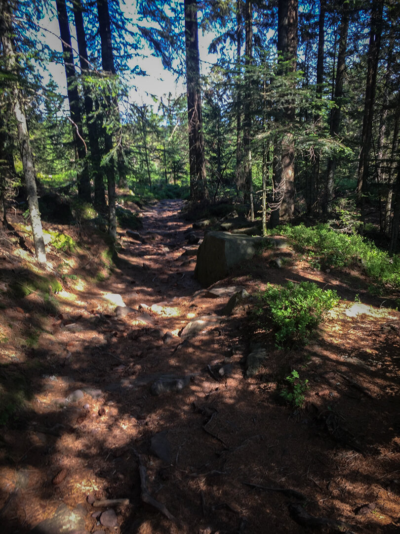 Wanderweg beim Herrenwieser See