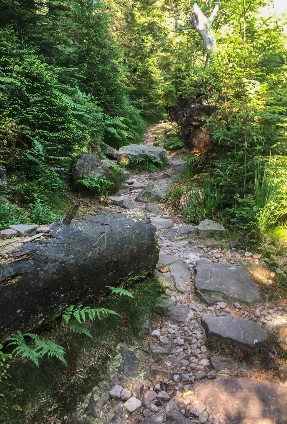 auf dem Westweg zur Badener Höhe