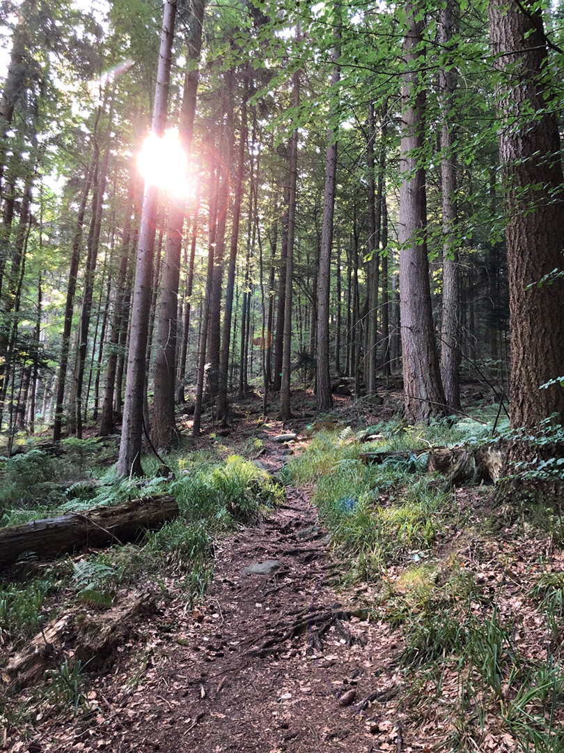Wurzelpfad im Gaistal