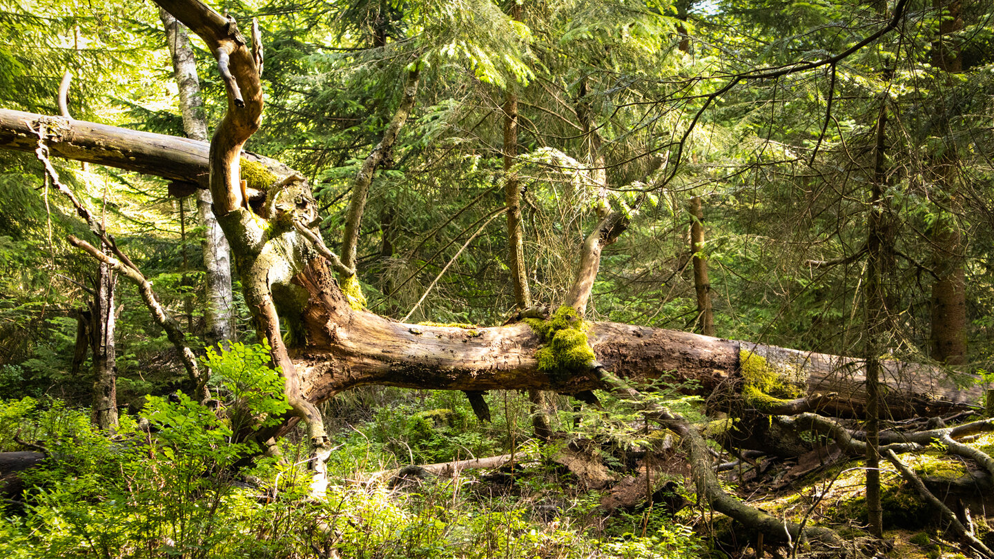 Wald beim Langmartskopf