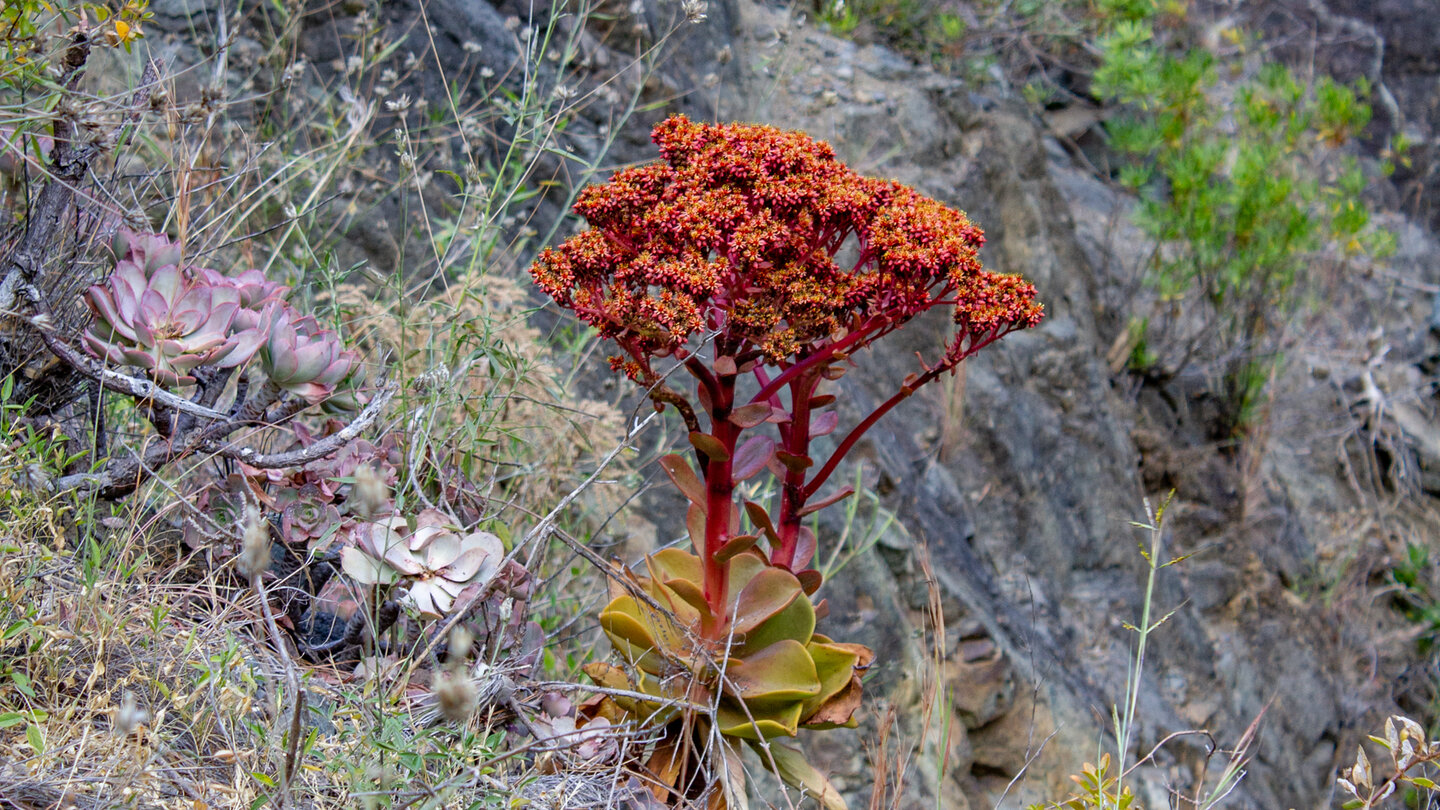 Aeonium Nobile rotblühende Aeonium Pflanze