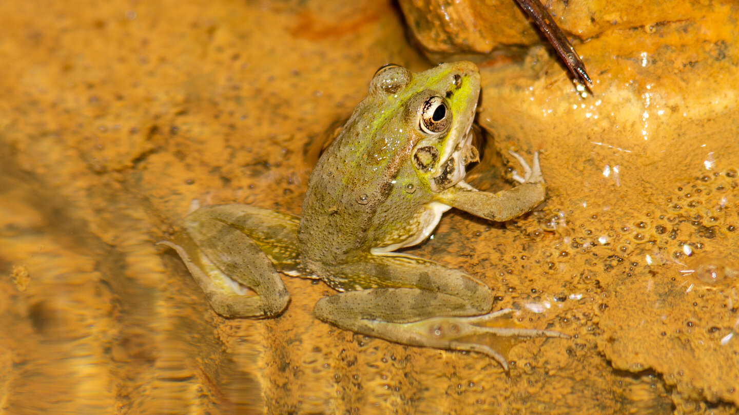 Iberischer Wasserfrosch in der Caldera de Taburiente