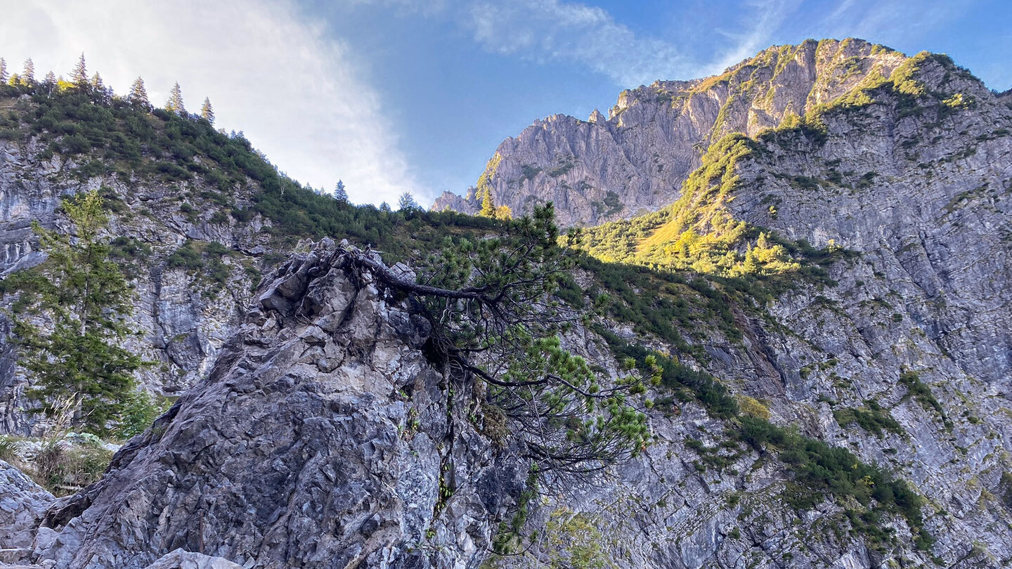 Latschenkiefern verwachsen mit den Felsen säumen den Weg Latschenkiefern auf mit den Felsen säumen den Weg