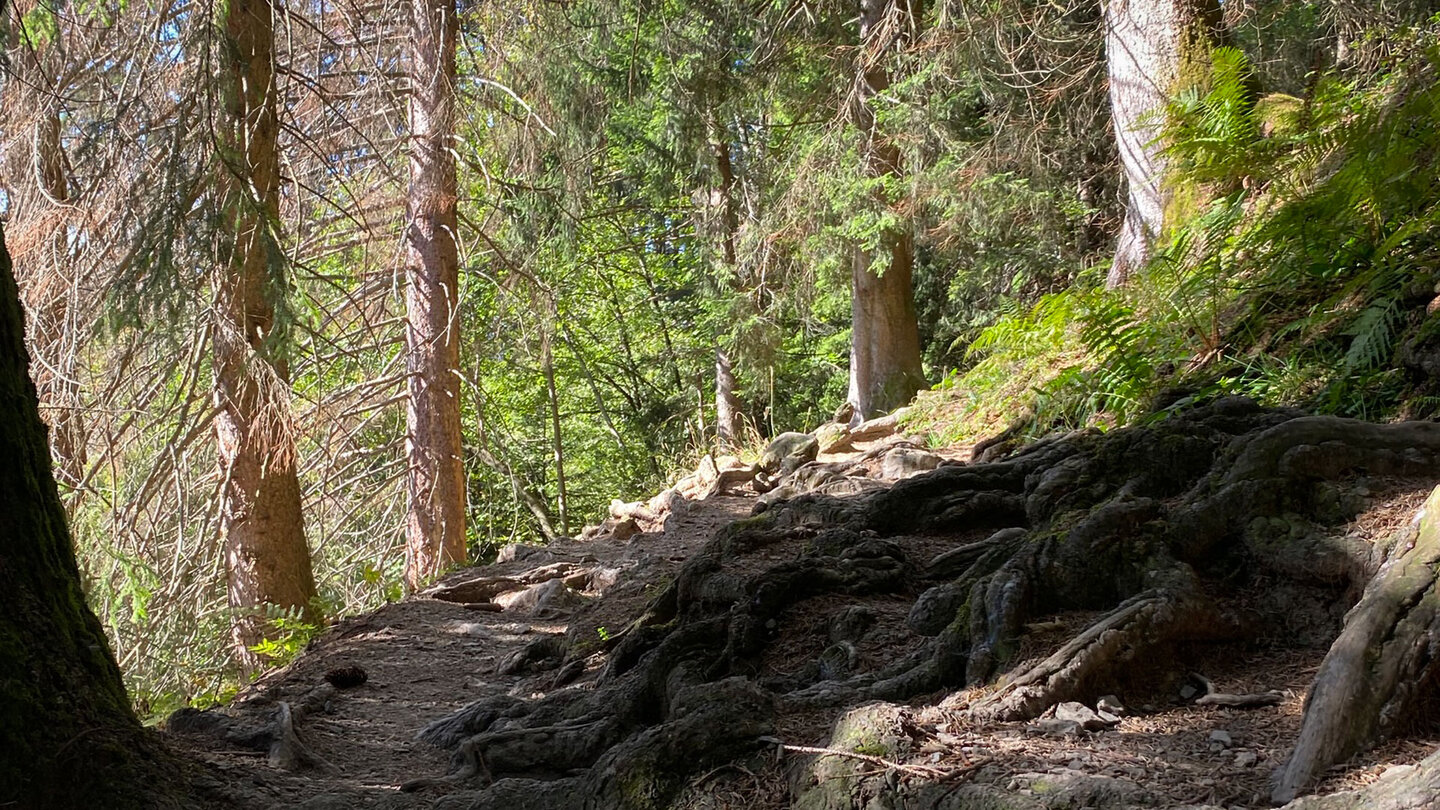 ein schattiger Waldweg schattiger Waldweg