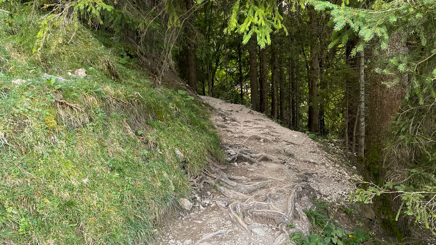 ein wurzeliger Wanderweg führt durch den Wald wurzeliger Wanderweg führt durch den Wald