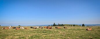Kuhweide auf dem Feldberg im Hochschwarzwald