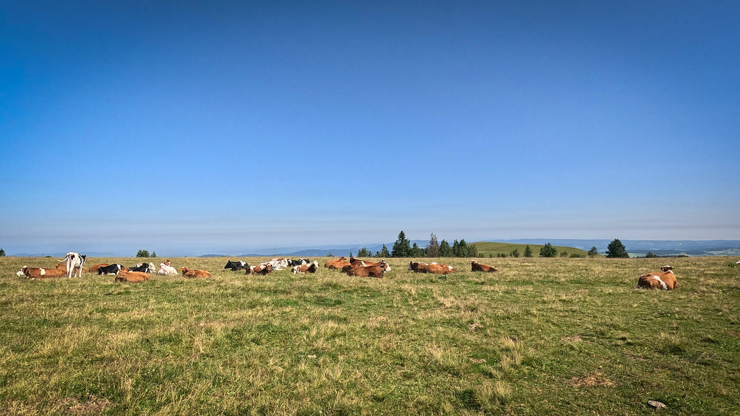 Kuhweide auf dem Feldberg im Hochschwarzwald