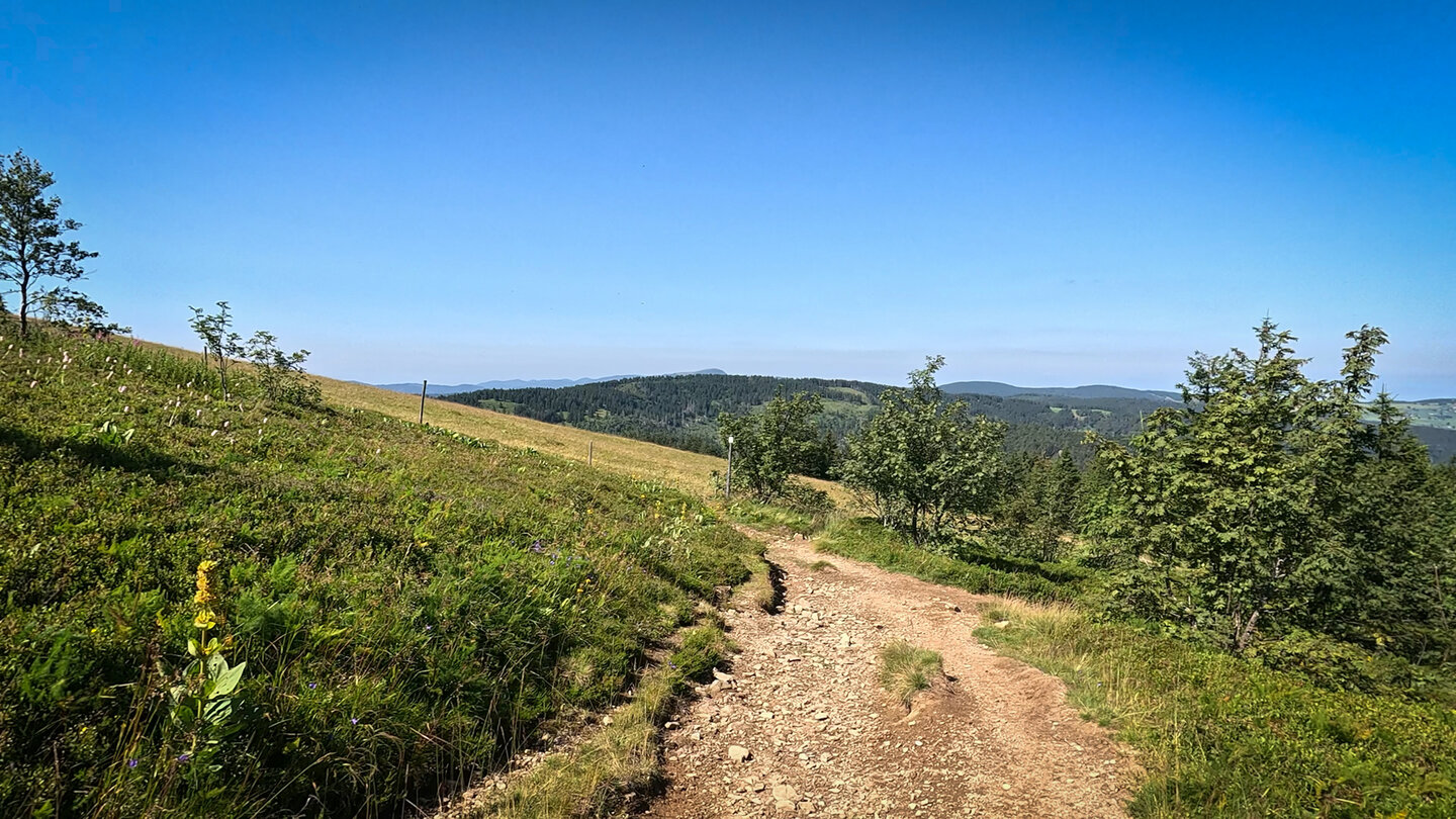 die Wanderung verläuft entlang von Wiesen und Kuhweiden auf dem Feldberg