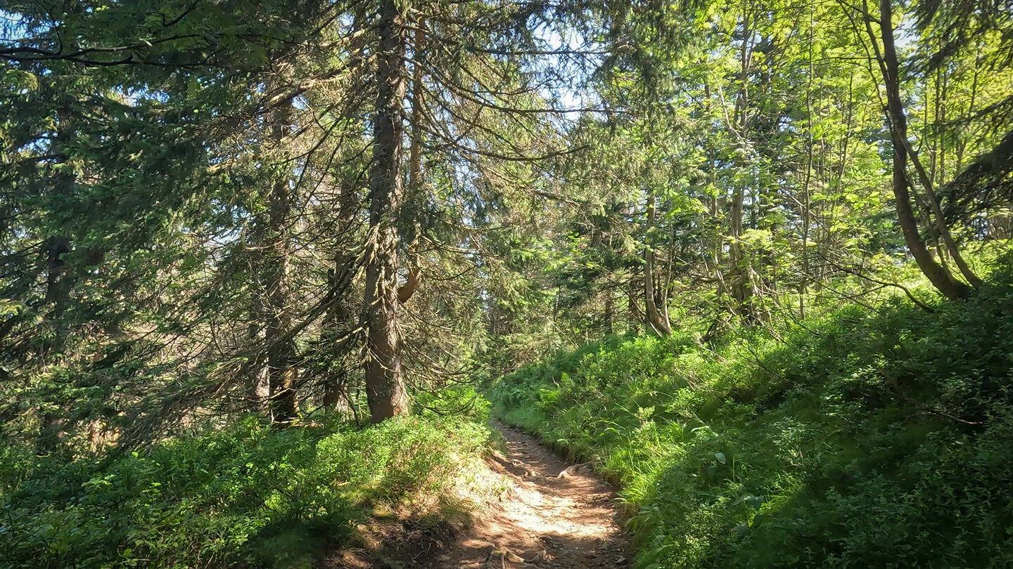 Wurzelpfad in den Höhenwäldern des Feldbergs im Südschwarzwald