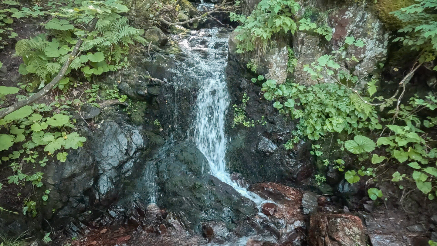 der Zastler Bach entspringt auf dem Feldberg