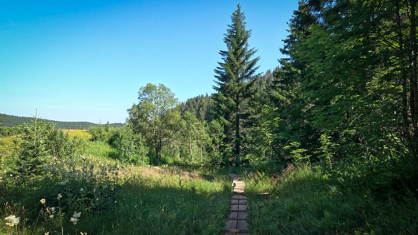 über das Moorgebiet am Zastler Loch helfen Stege aus Holzplanken