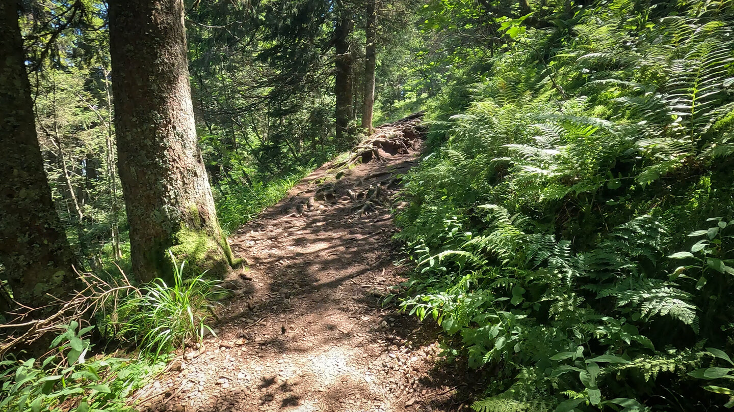 der Wanderweg führt über einen Wurzelpfad zum Naturfreundehaus Feldberg