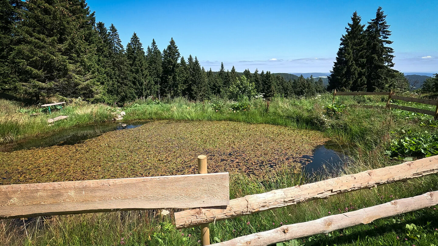 der Seerosenteich bei der Badenweger Hütte