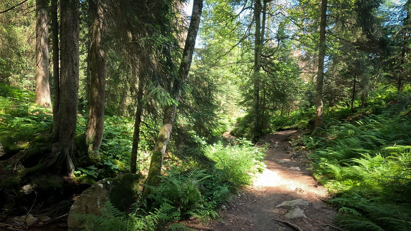 die Hüttentour führt durch die dichten Tannenwälder des Hochschwarzwalds