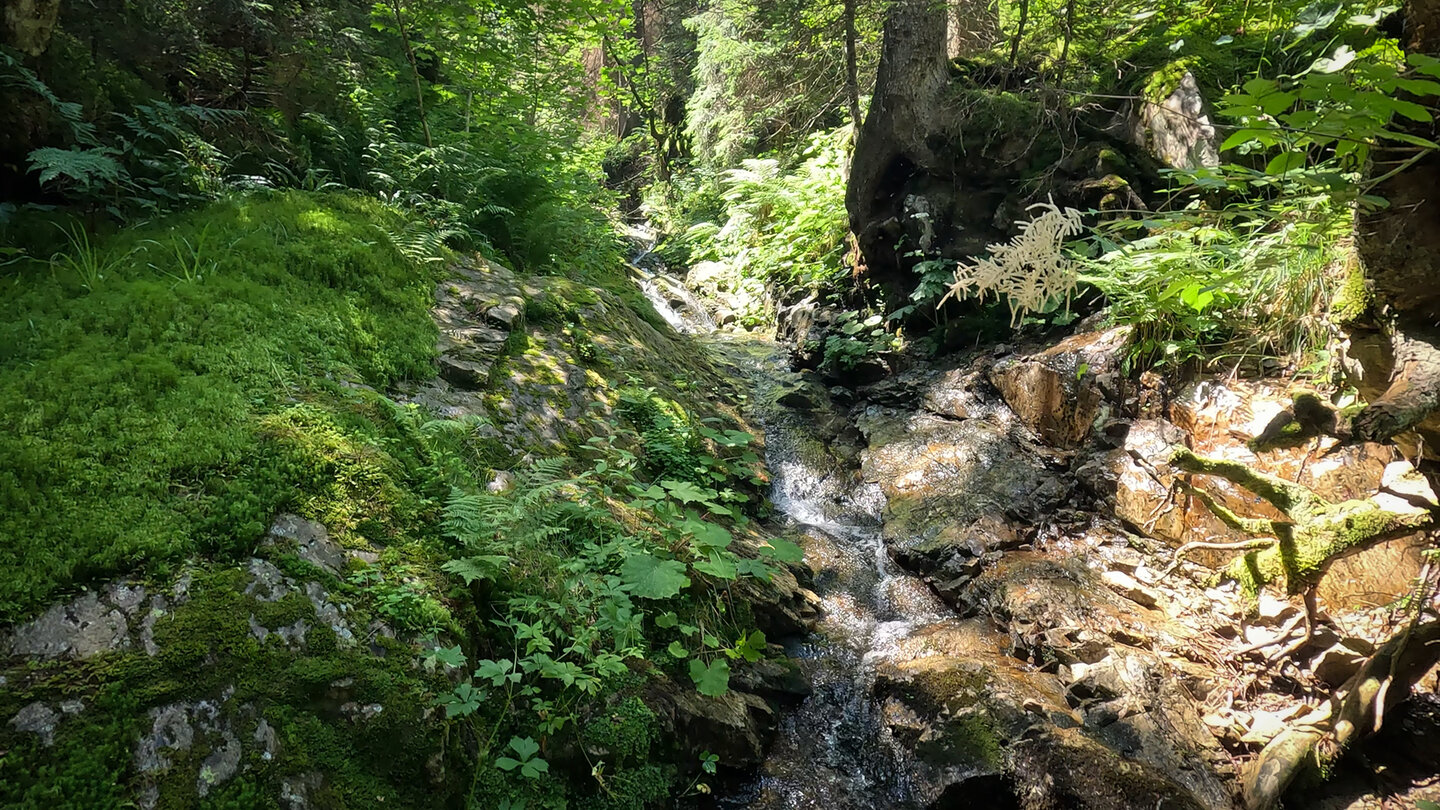 bemooste Felsen am Bachlauf des Sägenbachs am Feldberg