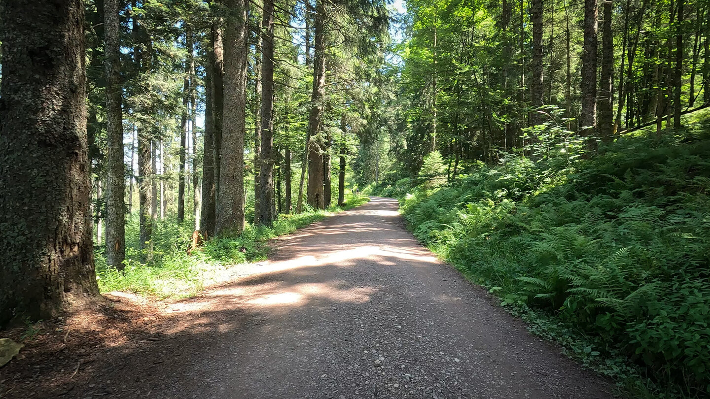 der Seehaldenweg vom Feldberg zum Feldsee ist eine bequeme Forstpiste