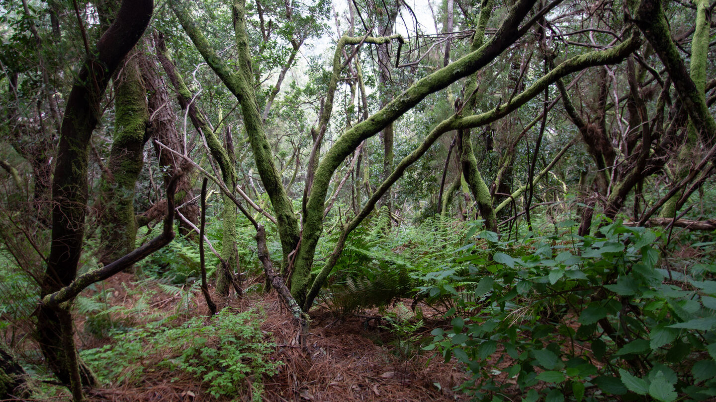 Lorbeerwaldvegetation am Wanderweg