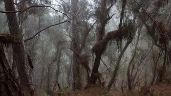 von Nebel durchzogene Kiefernwaldzone auf der Wanderung