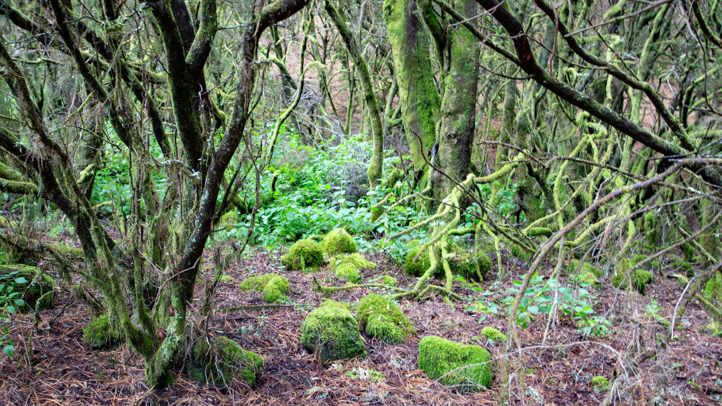 mit Moosen und Flechten bewachsene Baumheidesträucher entlang des Wanderwegs mit Moosen und Flechten bewachsene Baumheidesträucher