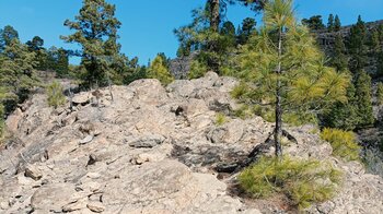 Kiefern auf Felsen auf der Wanderung zum Contador