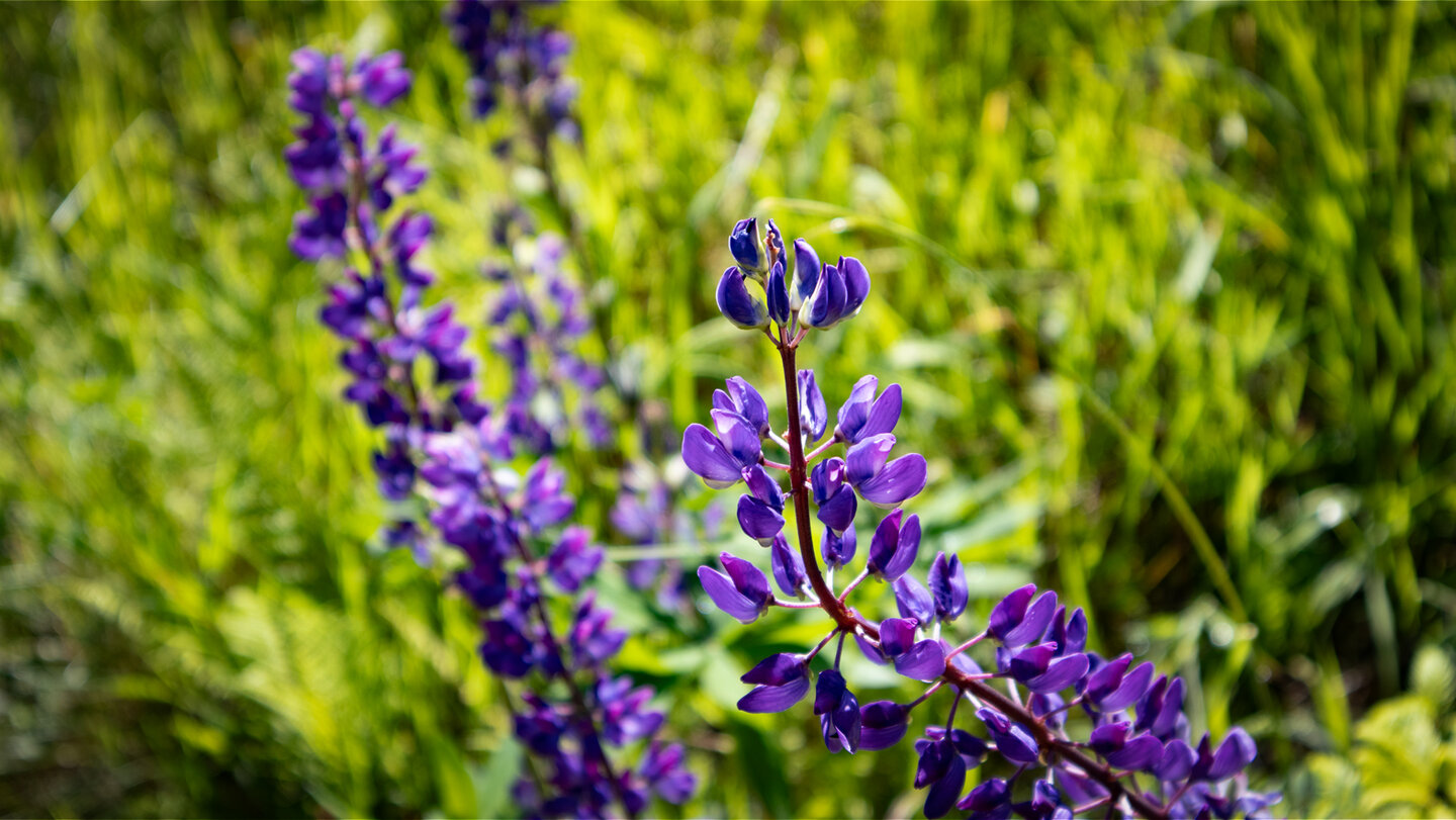 blau leuchtende Lupinen am Weg