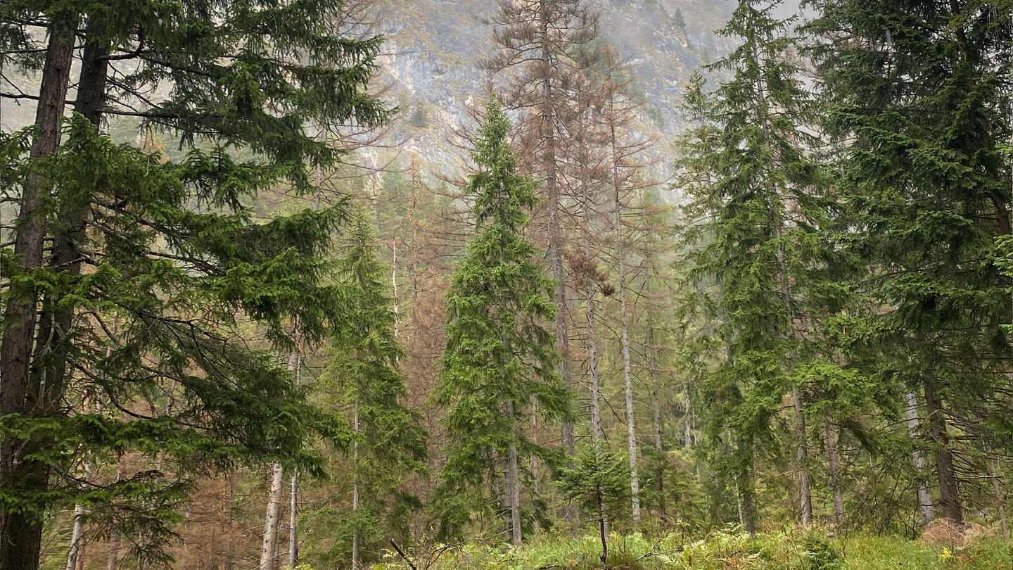 Blick durch den Wald zur Talwand