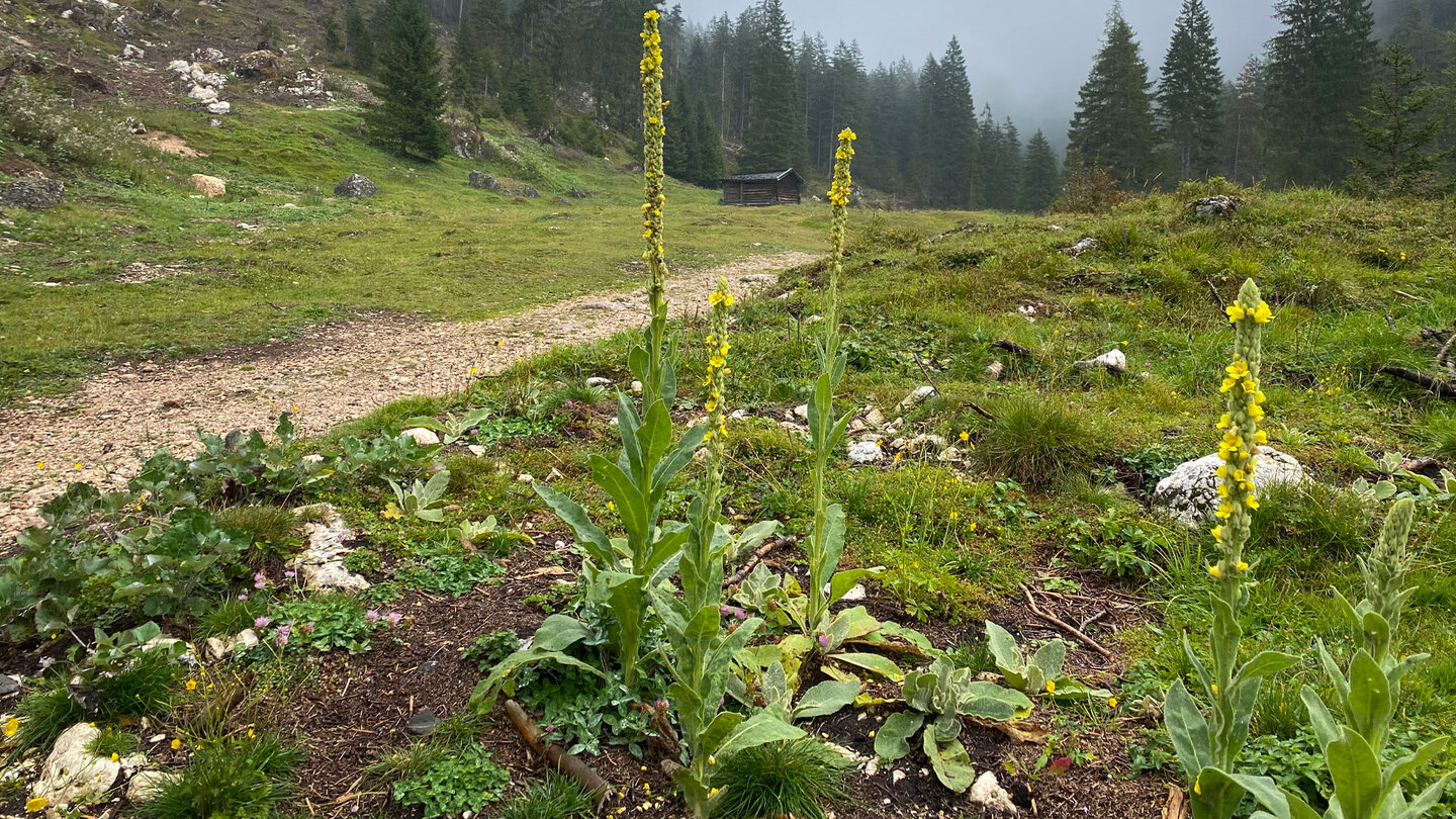 Königskerzen am Wegesrand