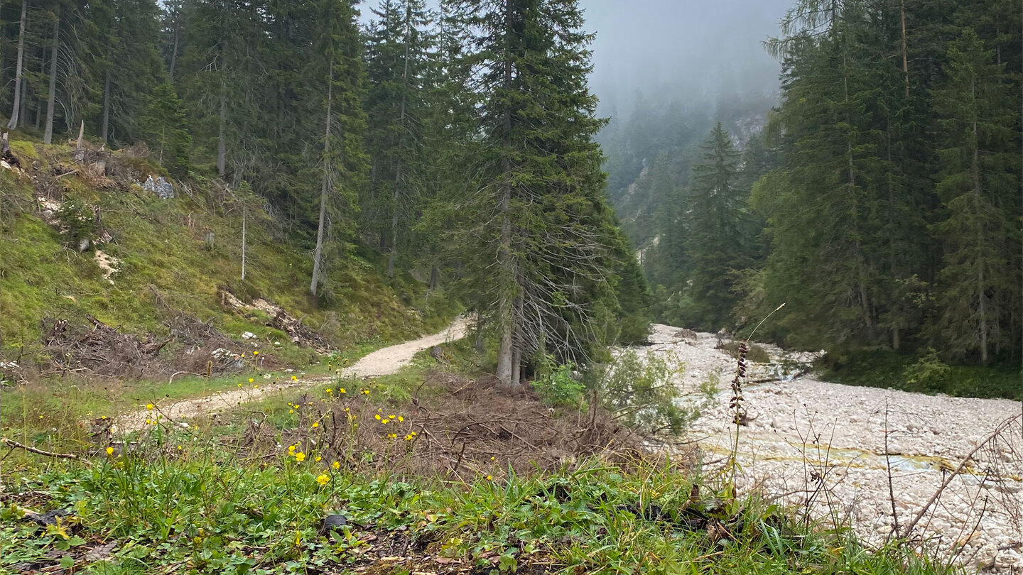 der Weg führt am Bachlauf entlang
