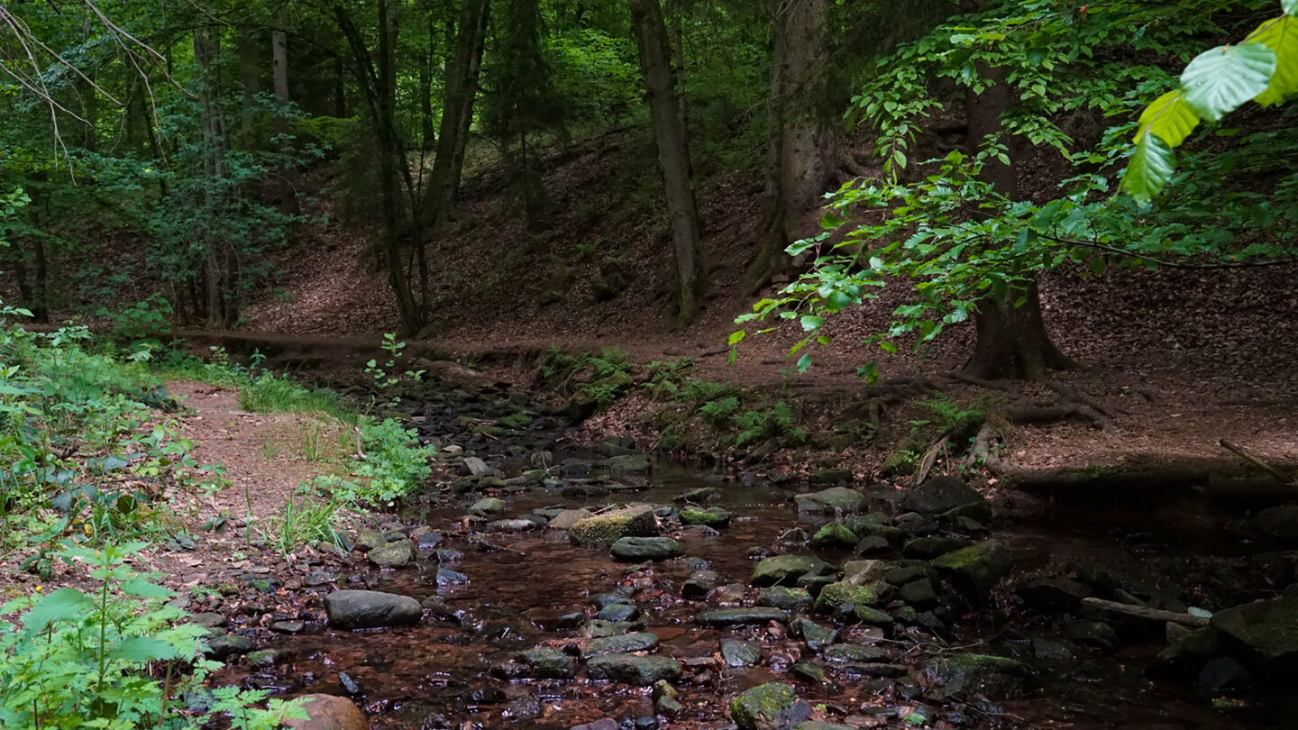 Lochbach im Knüllwald