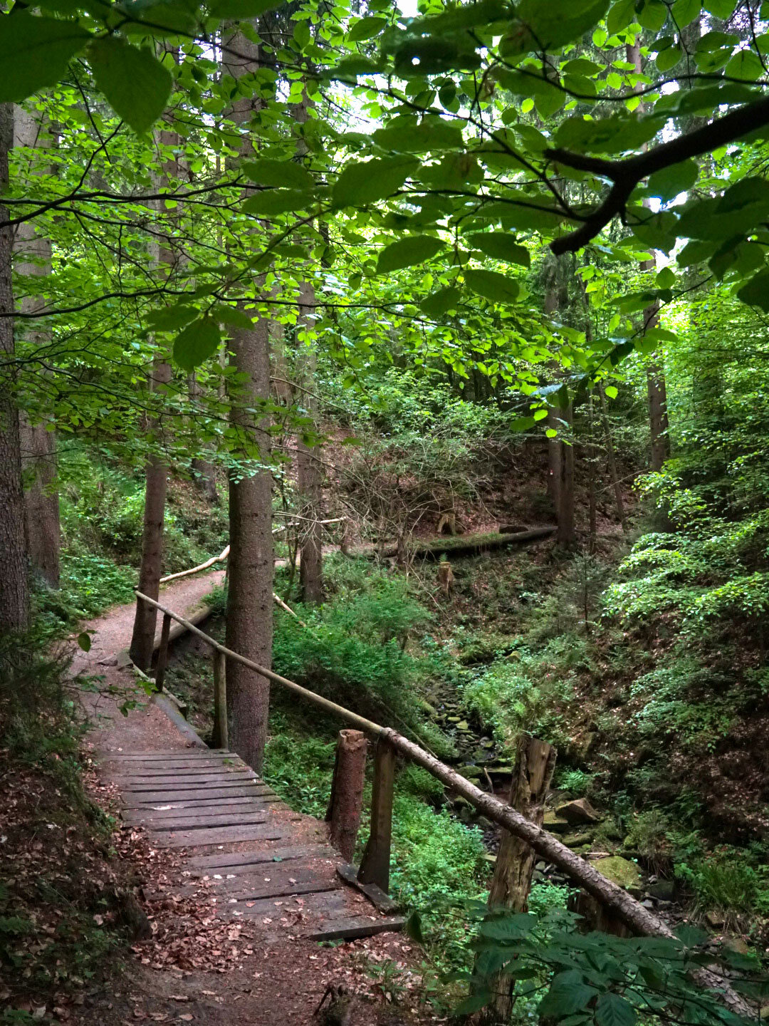 Pfad in der Lochbachklamm