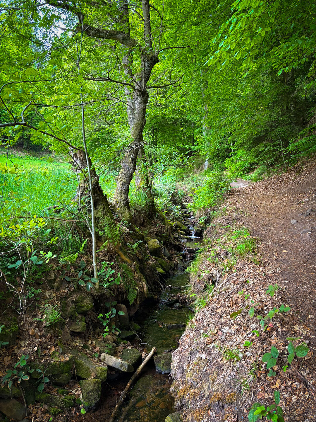 der Pfad entlang des Lochbachs im Knüllwald
