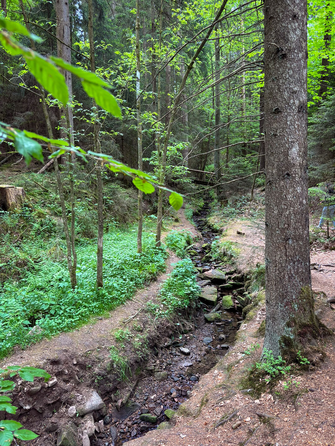 romantischer Wanderpfad entlang des Lochbachs im Naturpark Knüll