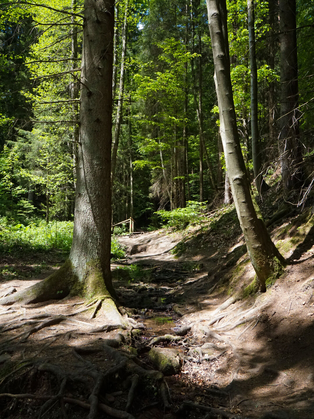 sonniger Wanderpfad entlang des Lochbachs im Knüllwald