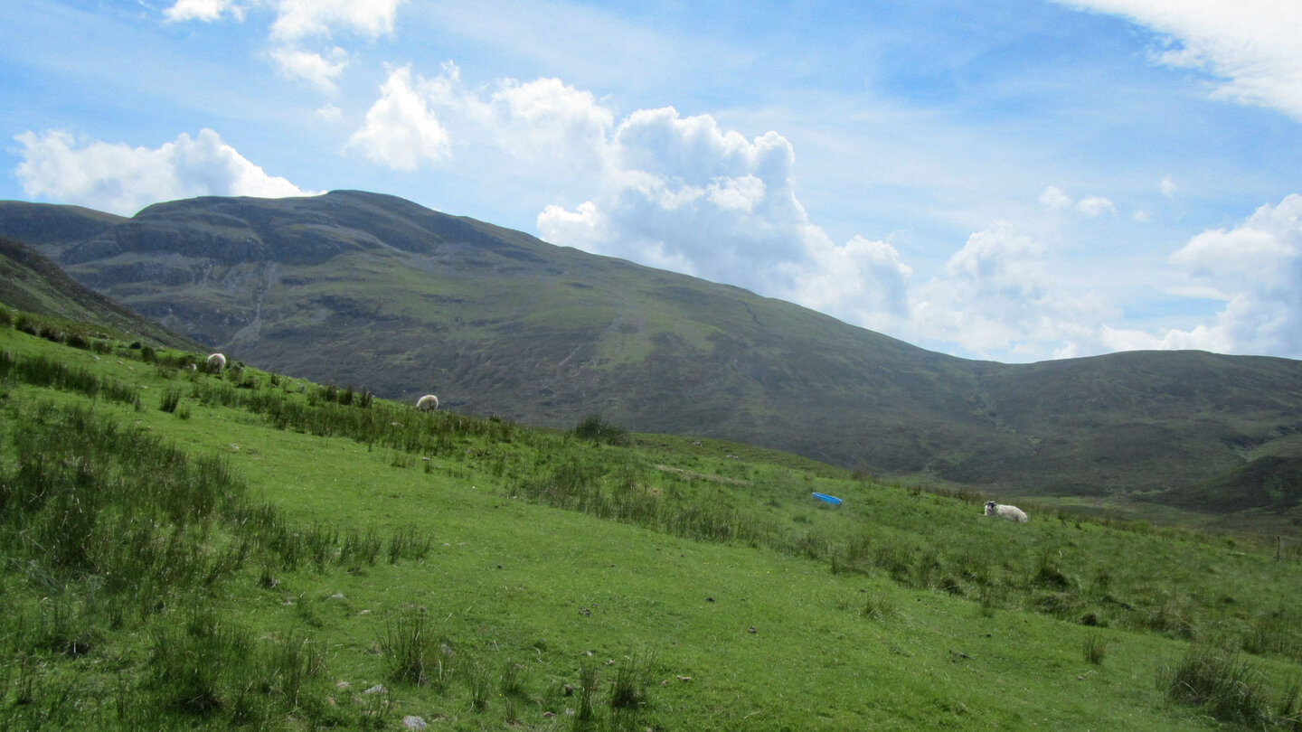 Blick über Schafweiden Schafweiden