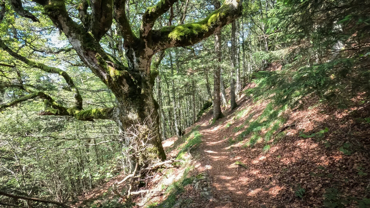 Buchenwälder beim Abstieg vom Belchen