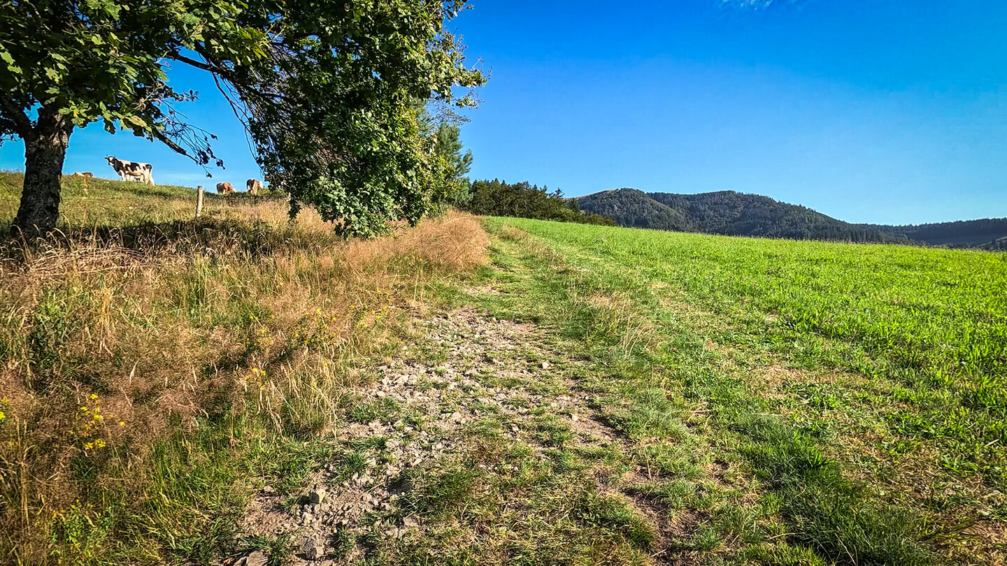 das kleine Wiesental ist von Kuhweiden und Agrarflächen geprägt