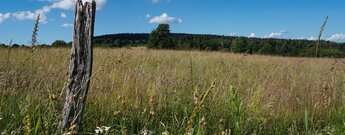 Bergmähwiese unterhalb der Herchenhainer Höhe