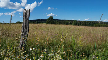 Bergmähwiese unterhalb der Herchenhainer Höhe