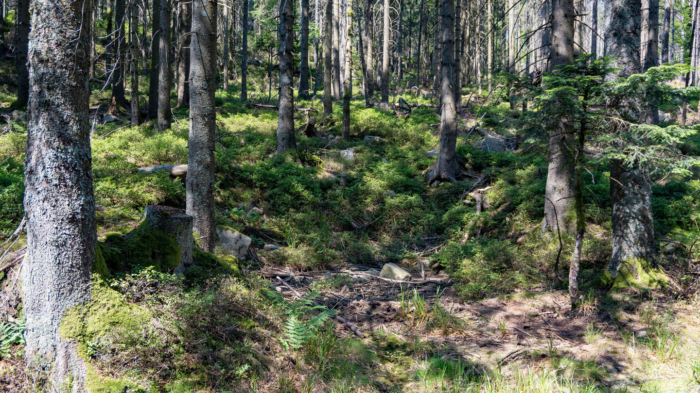 Heidelbeersträucher am Wegesrand entlang der Wanderung