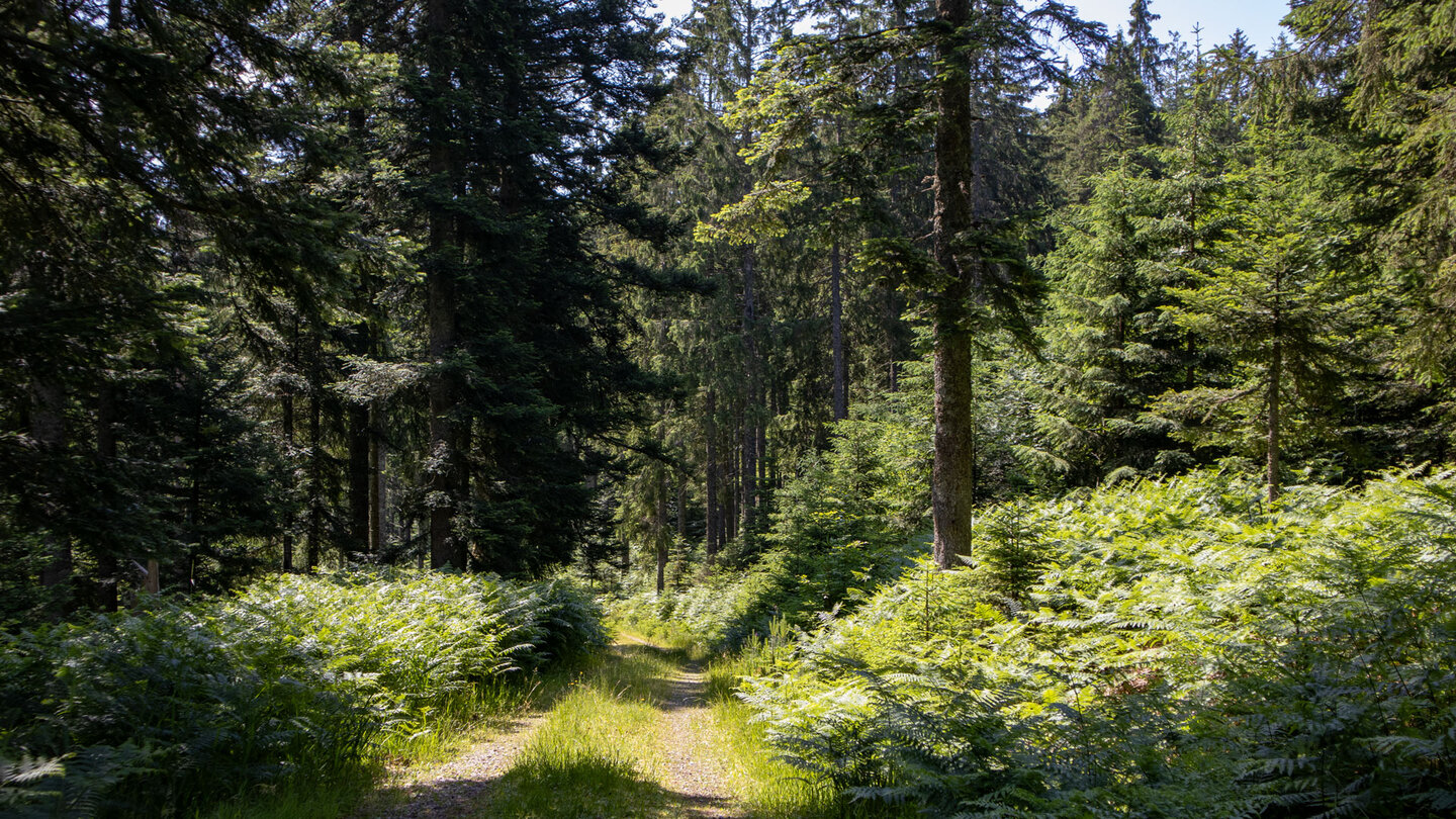 die Forstwege bieten eine bequeme Abwechslung entlang der Wanderung im Nordschwarzwald
