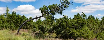 das Hochmoor auf dem Seekopf im Nordschwarzwald