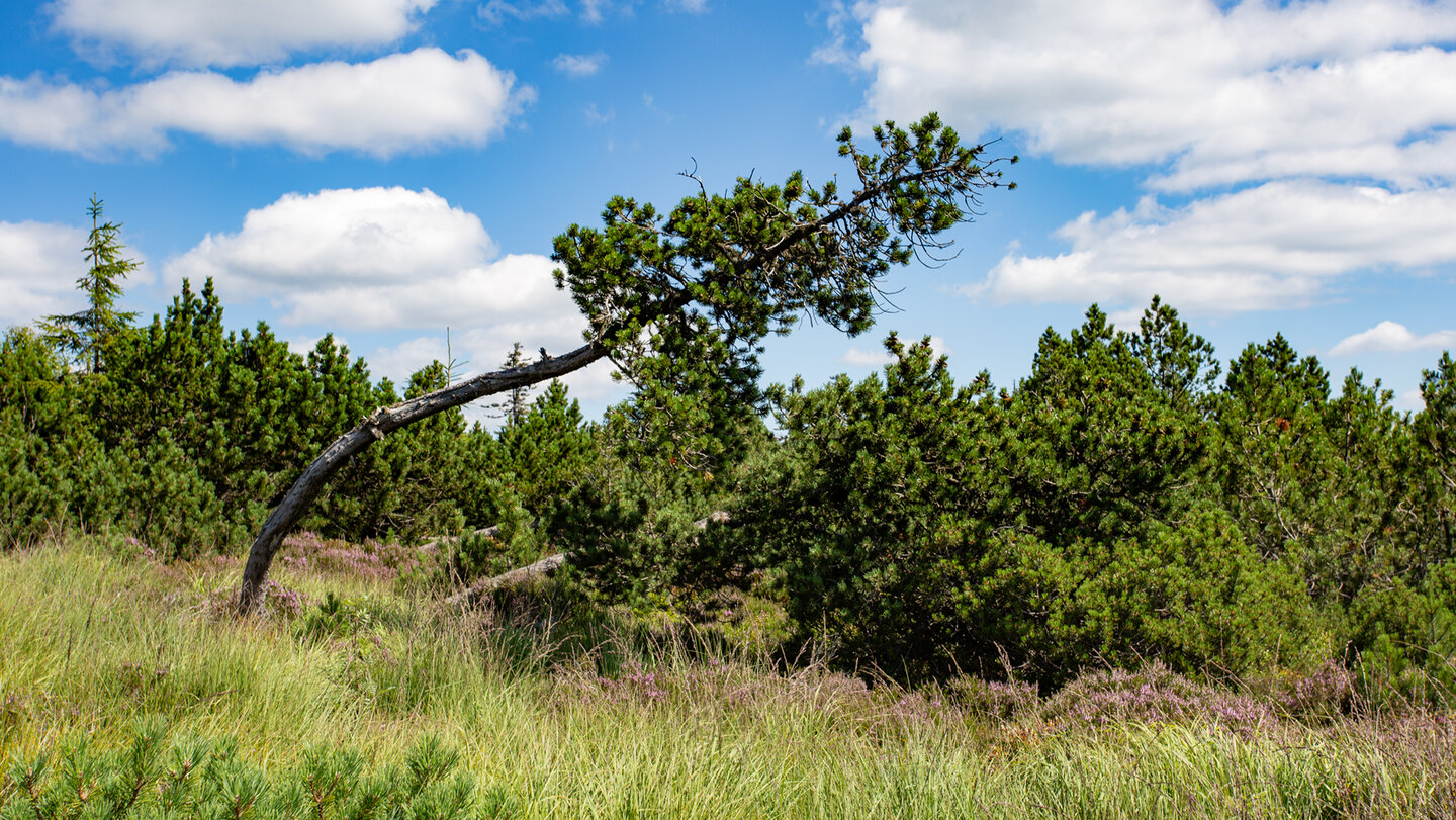 das Hochmoor auf dem Seekopf im Nordschwarzwald