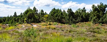 Grindenlandschaft auf dem Seekopf im Nordschwarzwald