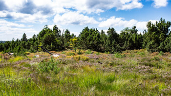 Grindenlandschaft auf dem Seekopf im Nordschwarzwald